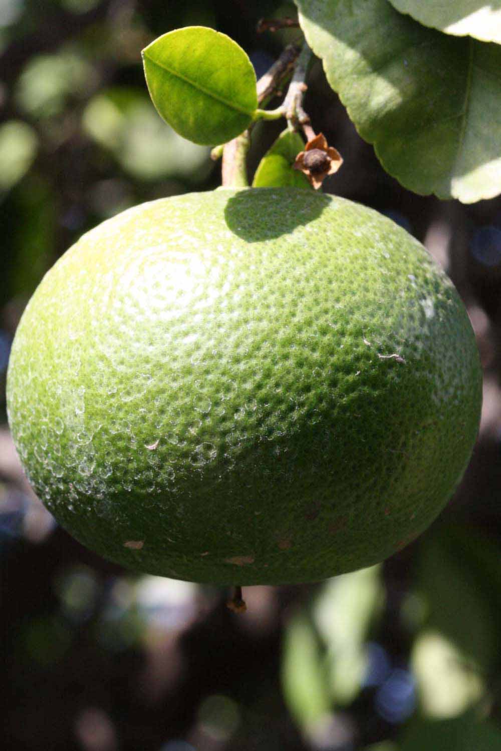            Immature fruit (Riverside, CA)   